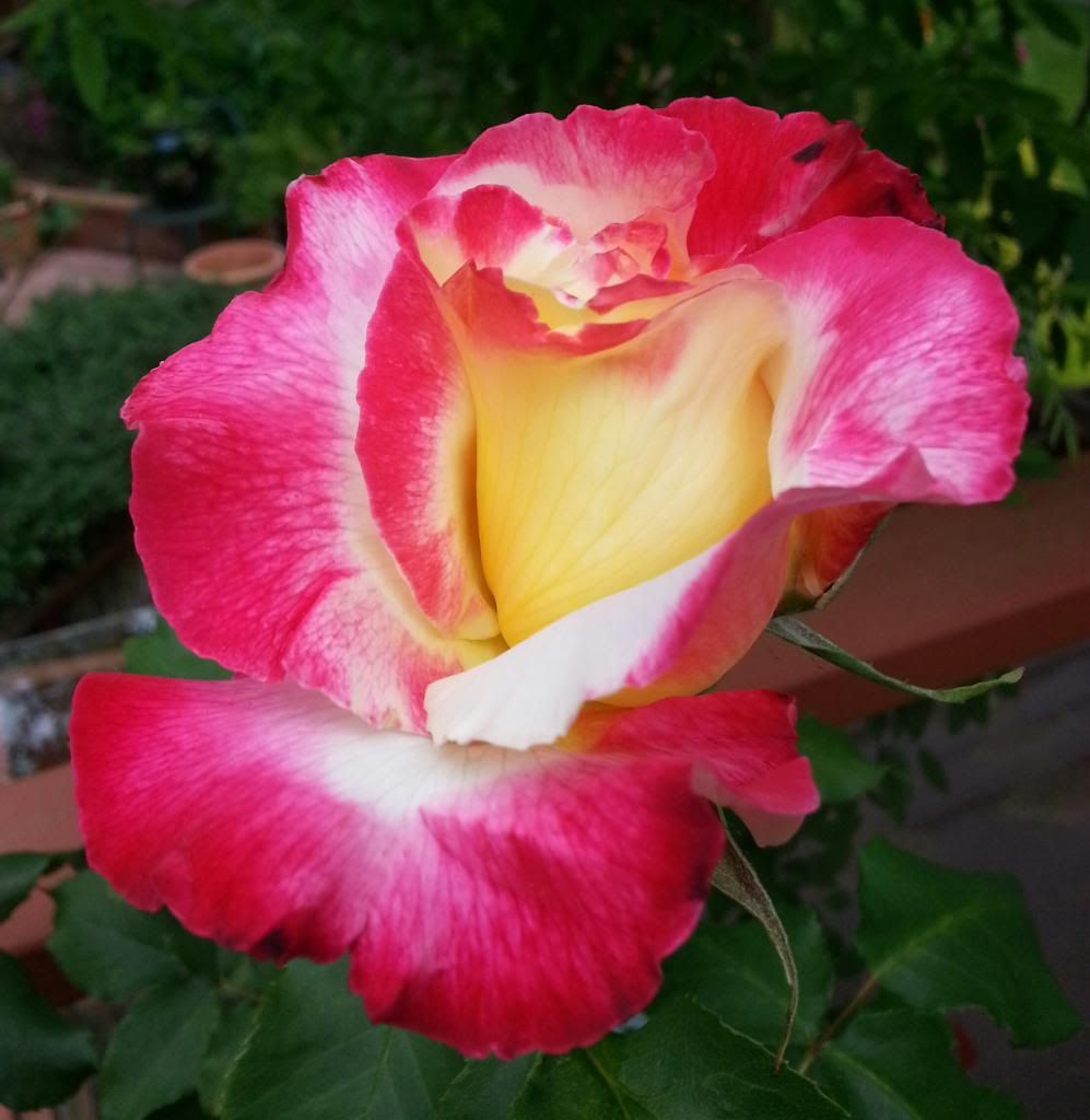  photo 20140516_100433-1_zpswwv1qzfh.jpg